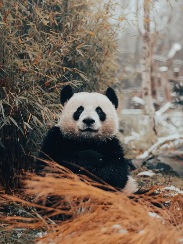 Chengdu